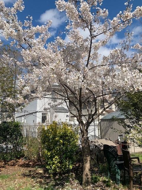 425 81st Street Bay Ridge Brooklyn NY 11209