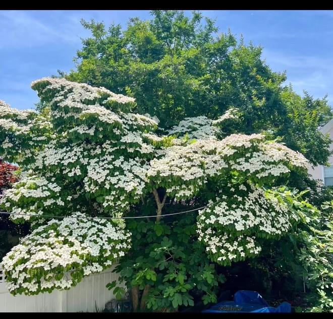 32 87th Street Bay Ridge Brooklyn NY 11209