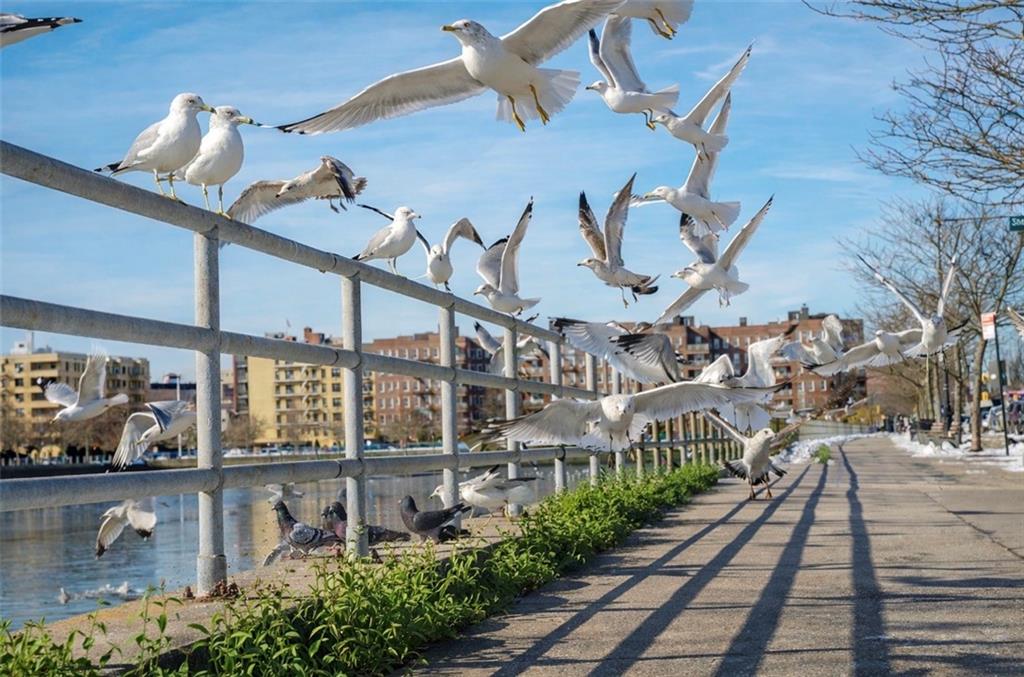 15A Lake Avenue Sheepshead Bay Brooklyn NY 11235